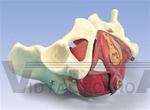 Female Pelvis and Pelvic Floor Model, 5 part